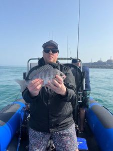 Black Seabream