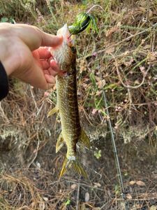 Northern Pike