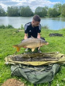 Common Carp