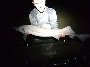 Siberian Sturgeon