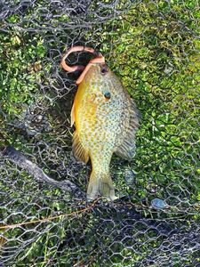Green Sunfish