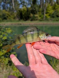 European Perch