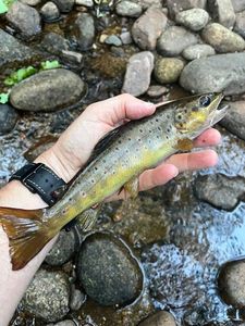 Brown Trout