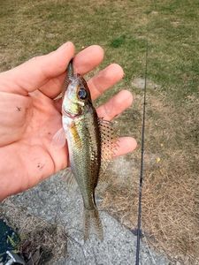 Ruffe