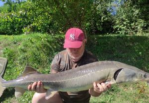 Sturgeon
