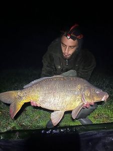 Mirror Carp