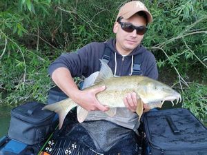 Barbel