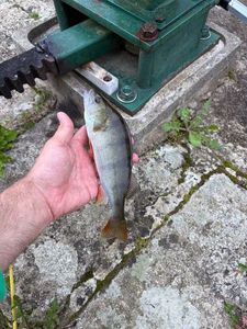 European Perch