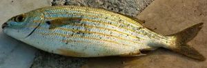 Salema