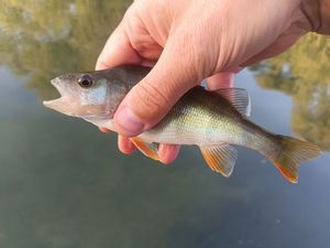 European Perch