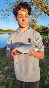 Common Bream