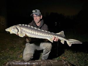 Shortnose Sturgeon