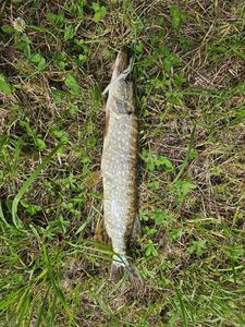 Northern Pike