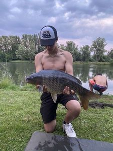 Mirror Carp