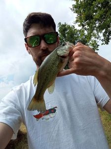 Largemouth Bass