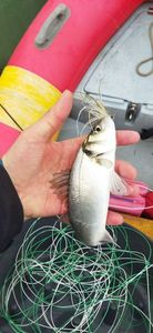 European Bass (Seabass)