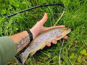 Brown Trout