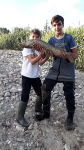 Northern Pike