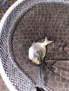 White Seabream
