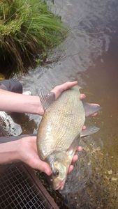 Common Bream