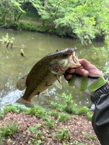 Largemouth Bass