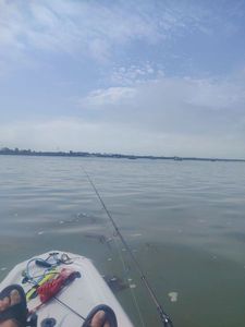 European Bass (Seabass)