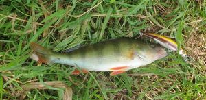 European Perch