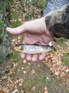 Brown Trout