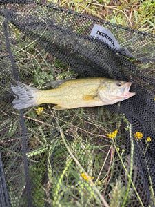 Largemouth Bass