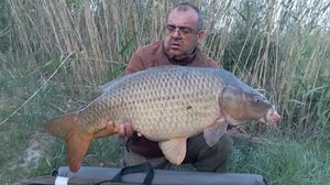 Common Carp