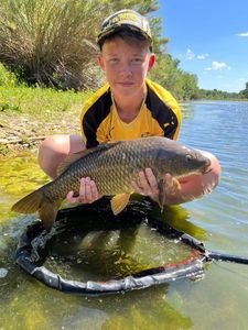 Common Carp