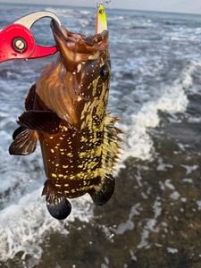 Red Grouper