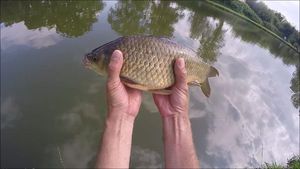 Crucian Carp