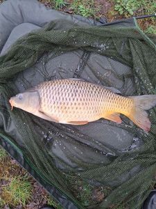 Common Carp