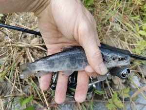 Brown Trout