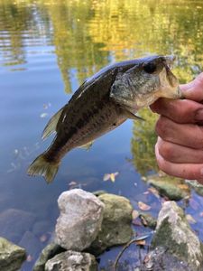 Largemouth Bass