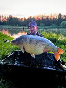 Common Carp