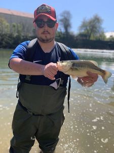 Largemouth Bass