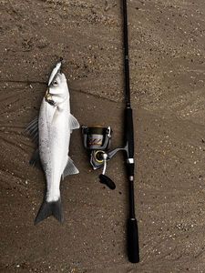 European Bass (Seabass)