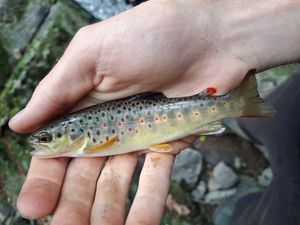 Brown Trout