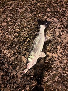 European Bass (Seabass)