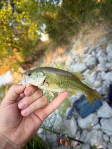 Largemouth Bass