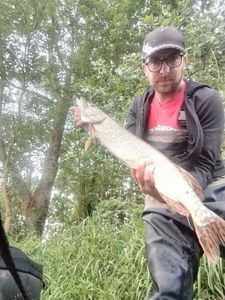 Northern Pike