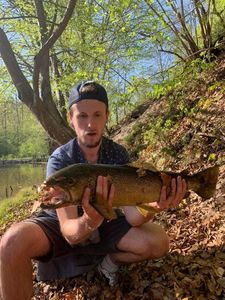 Brown Trout
