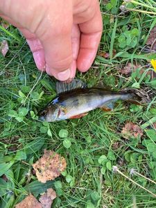 European Perch