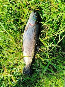 Rainbow Trout