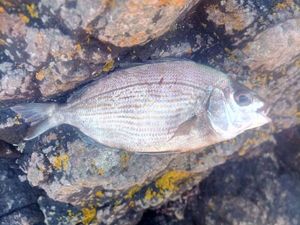 Black Seabream