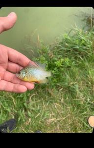 Green Sunfish