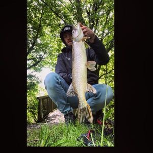 Northern Pike