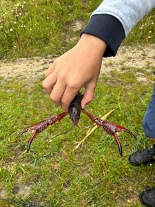 Spinycheek Crayfish